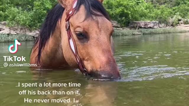 horse relaxing in the river