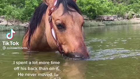 horse relaxing in the river