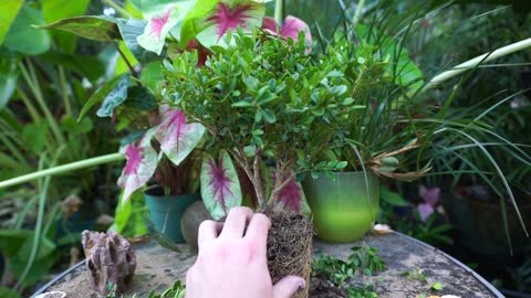 How to Create A Bonsai Tree || Start Growing Bonsai