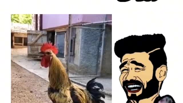 Oh my God, what happened to this chicken😂
