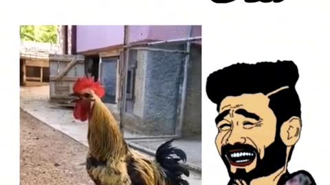 Oh my God, what happened to this chicken😂