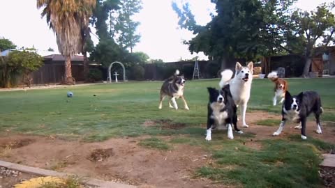 very very cute Pup can't decide which toy ball ring to play with ground