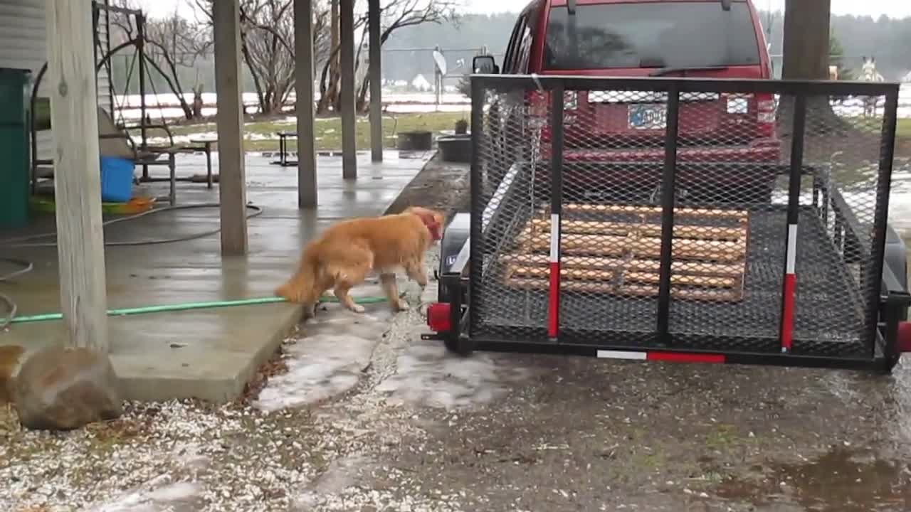 Old dog's attempt to play with goats get him head-butted