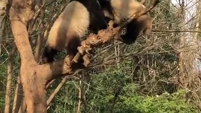 I love these pandas