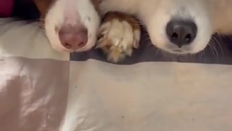 cute dogs