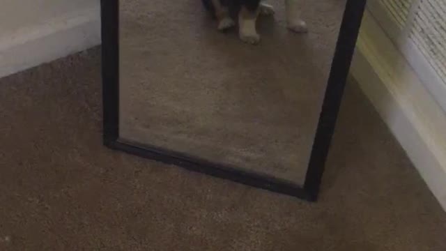 Puppy sees reflection for the first time