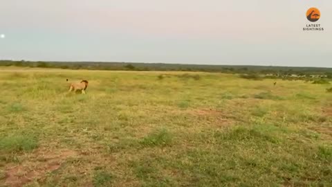 Lion Tries Running Faster than Cheetah