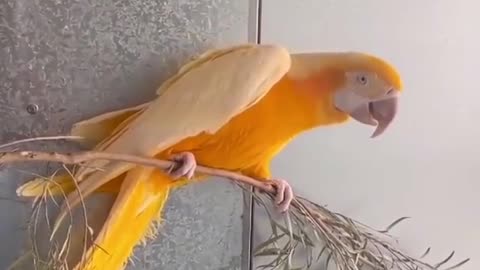 Parrot beauty