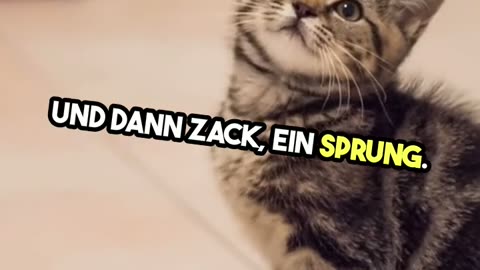 Kater Fritz und seine Abenteuer im Weltraum