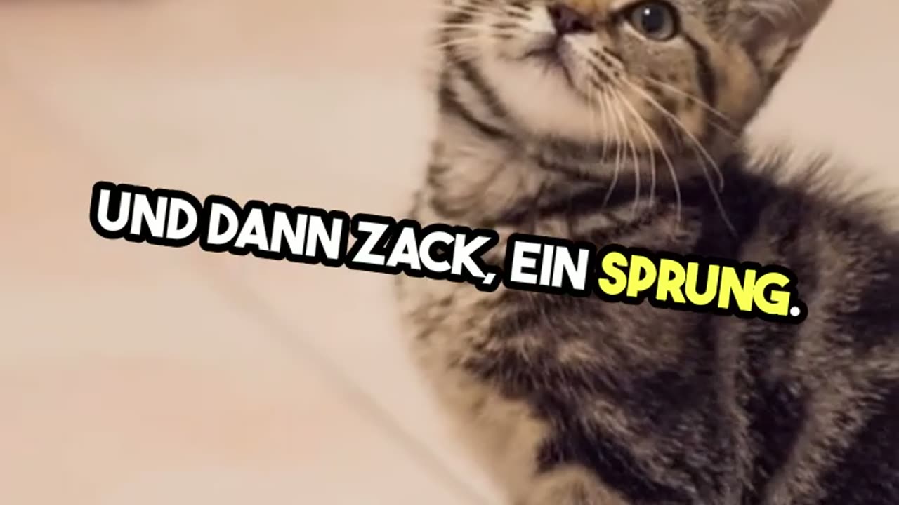 Kater Fritz und seine Abenteuer im Weltraum