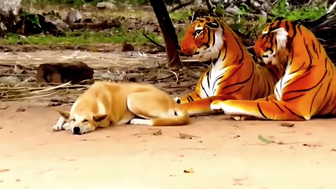 Dog vs tiger prank