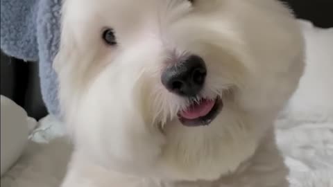 Adorable Fluffy dog 🐕