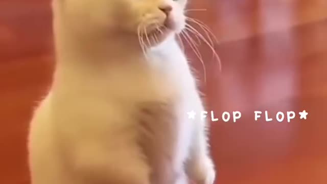 Captain Kitty Cuteness Overload