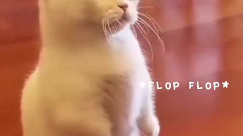 Captain Kitty Cuteness Overload
