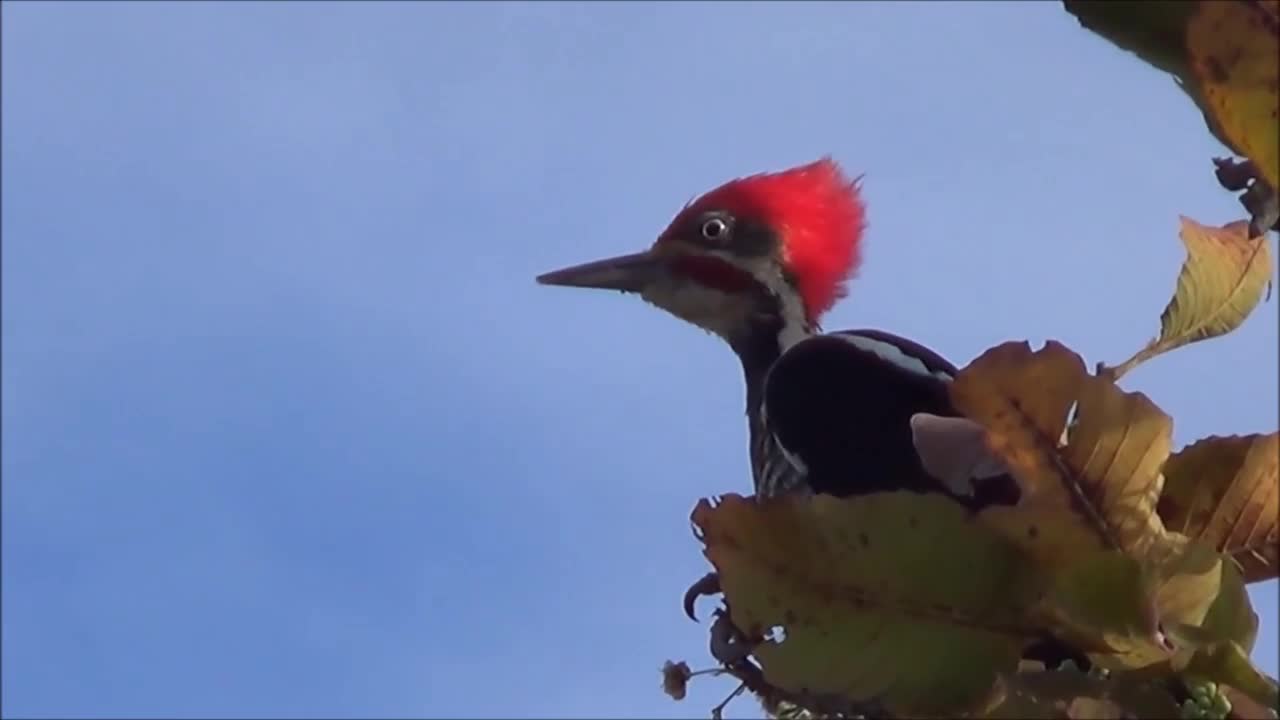 Very Cute and Beautiful birds (Picapal)