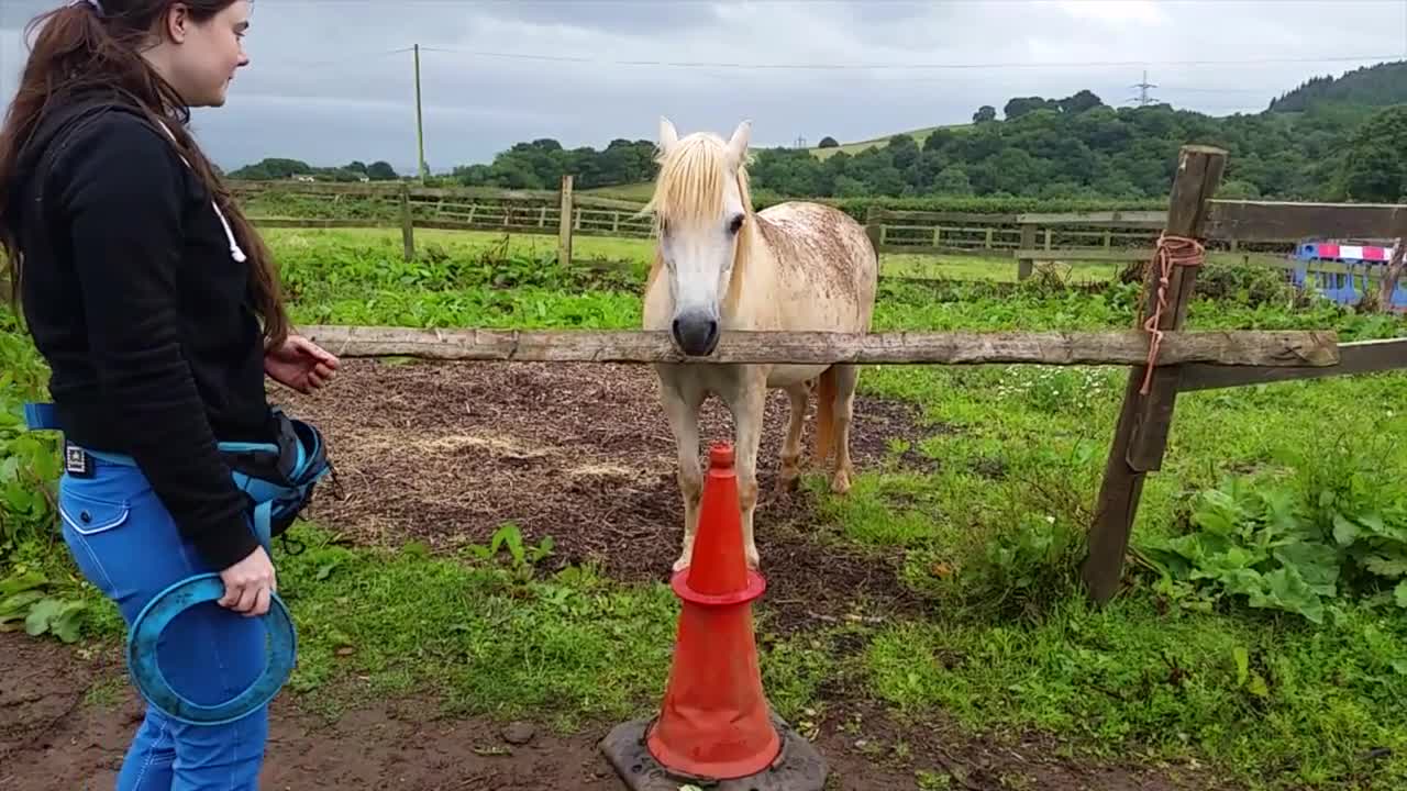 Puzzles For Horses