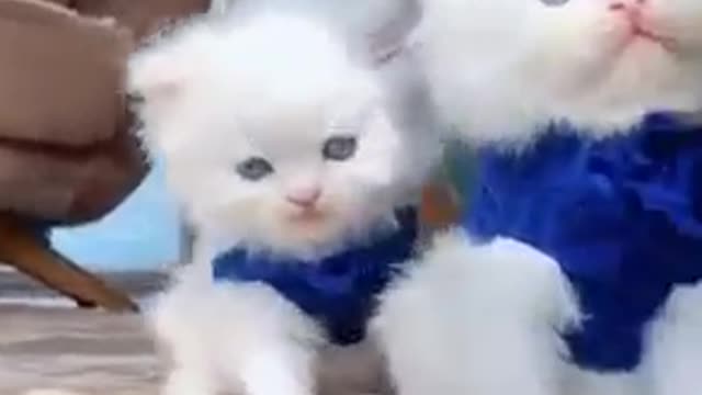 Cute funny cats