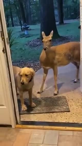 Can he stay for dinner?