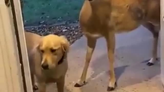 Can he stay for dinner?