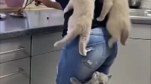 Kittens climb their mom as they couldn't wait for food.