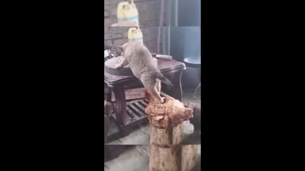 Funny animal videos