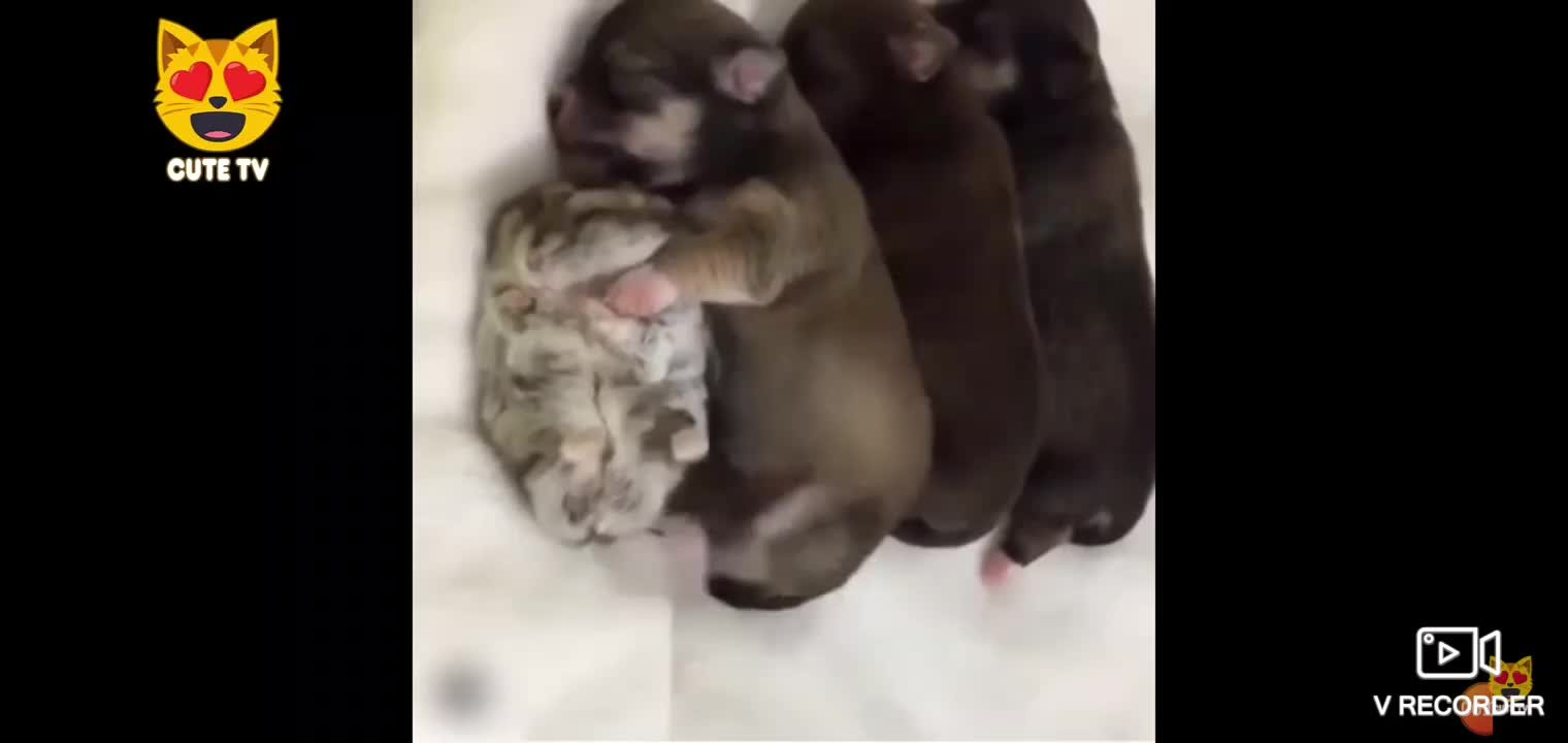 This video make me want a hamster