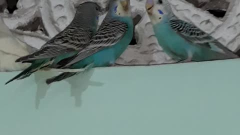 Budgie in room