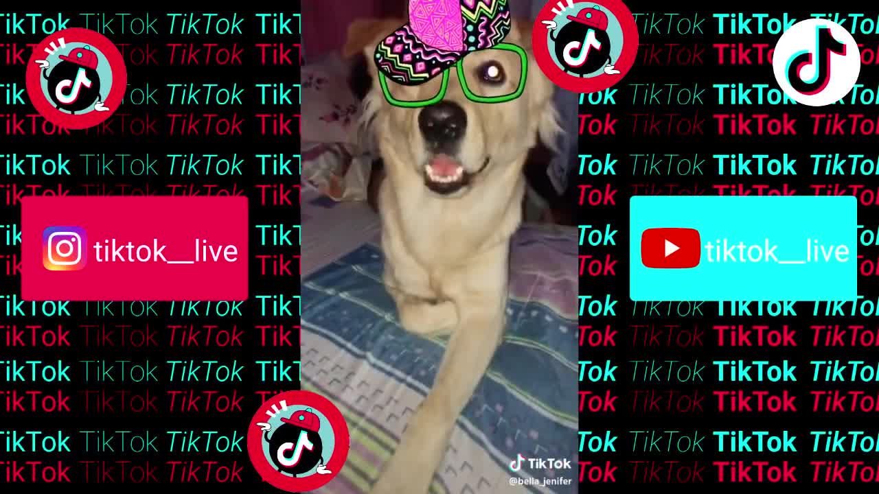 TikTok Animals : Cute Funny Dogs and Cats to watch #1