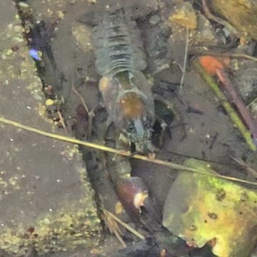 Crayfish in the river / Crayfish with a fish in the water.