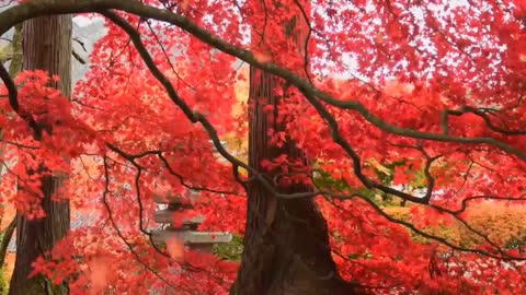 So Beautiful Garden Natural Garden