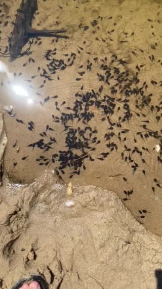 Baby Tadpoles, Lake Michigan