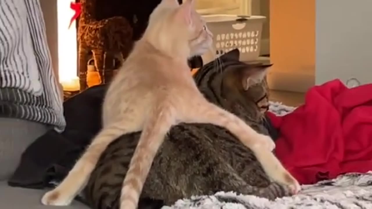 funny and Cute Cats Videos #113