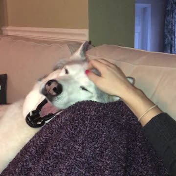 Impactante momento tranquilo para un caprichoso Husky