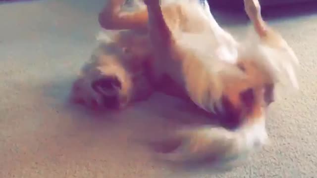 Golden Retriever Invents A New Way To Chase Its Tail