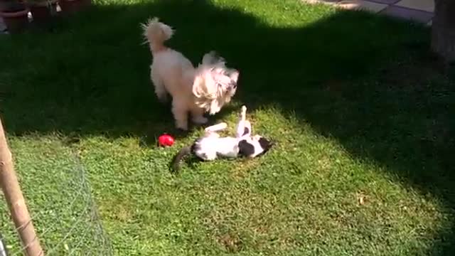 Playful dog and cat