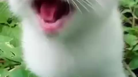 Little funny cat