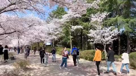 A park full of cherry blossoms