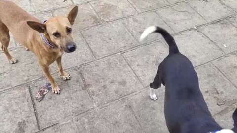 Missing Dog #doglover #rescuestraydogs #cat #animals #instastrays