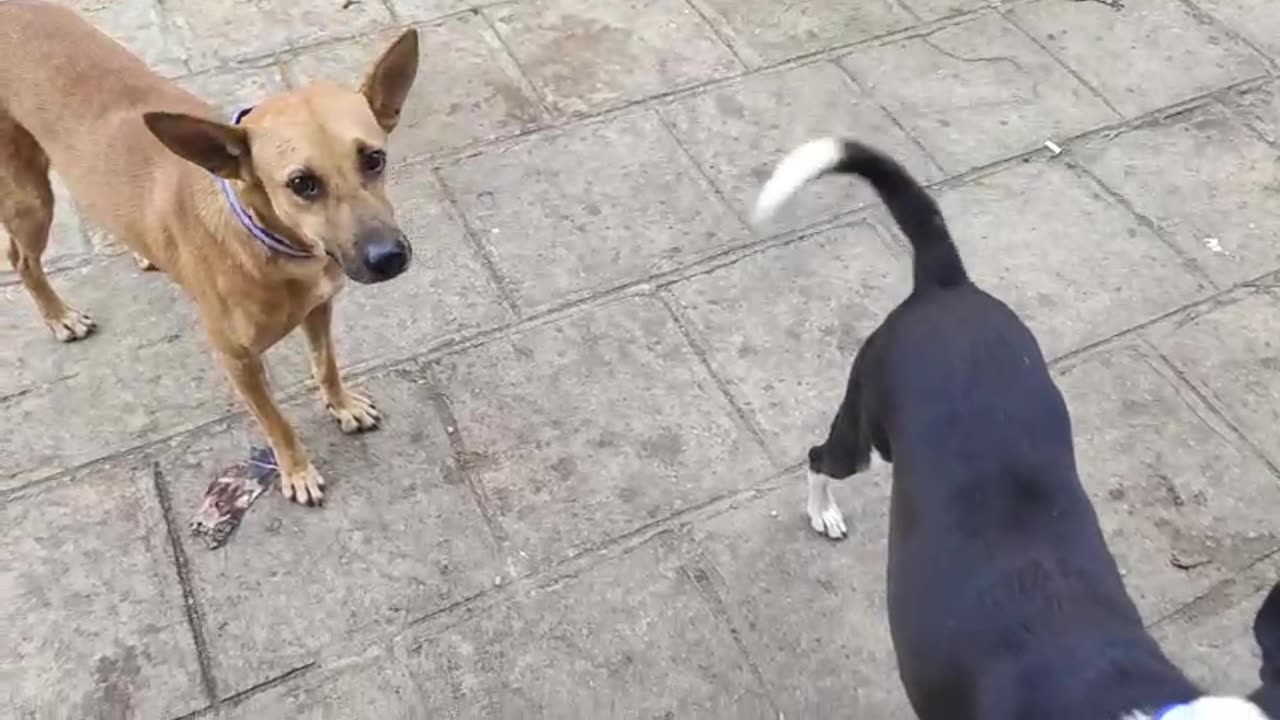Missing Dog #doglover #rescuestraydogs #cat #animals #instastrays