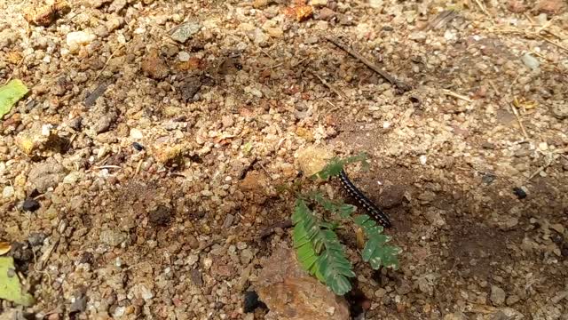 Sri lankan millipedes ( Hakaralla )