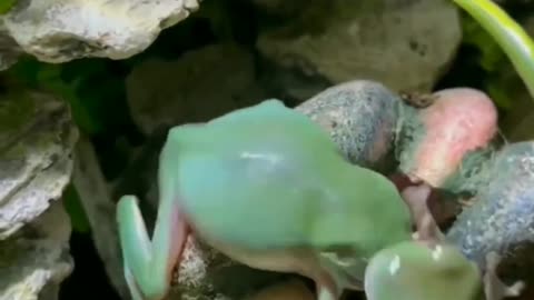 Funny Frog fight boxer