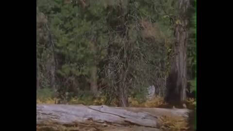 SHAUN BANNONS BIGFOOT