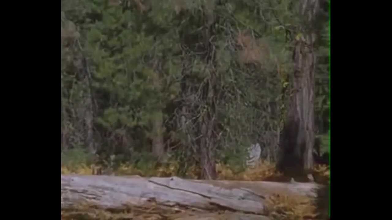 SHAUN BANNONS BIGFOOT