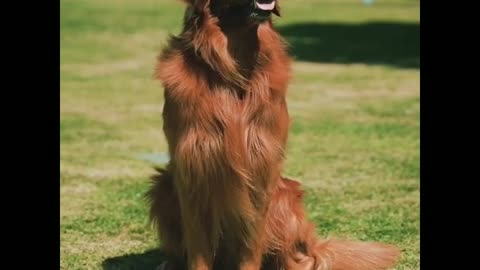 The most cute and most funny dog