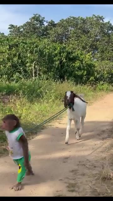 Monkey and sheep