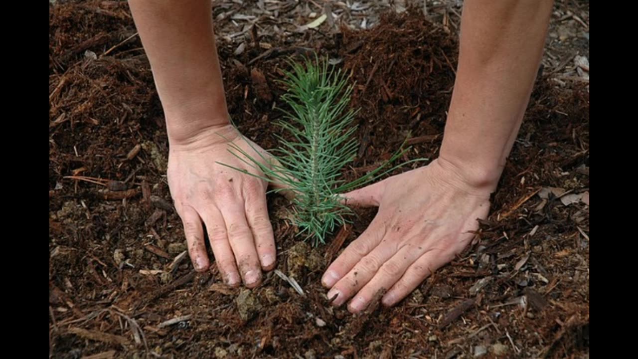 Reviving the Green: A Call to Action on Reforestation