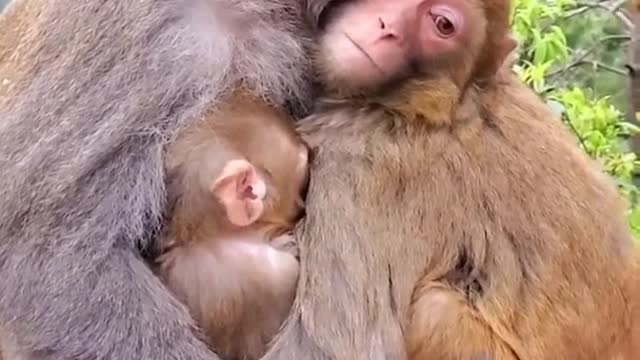 Romantic monkey family