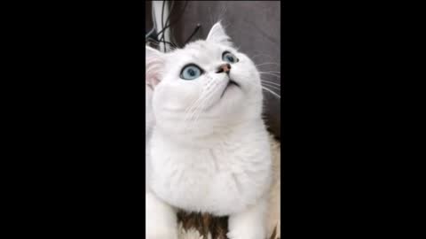 Funny cat's and dog's