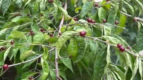 What fruit is this