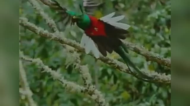 The resplendent quetzal,